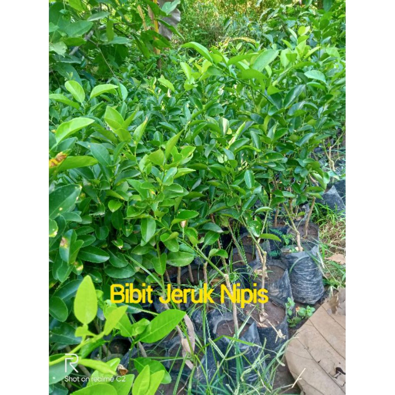 BIBIT JERUK NIPIS OKULASI