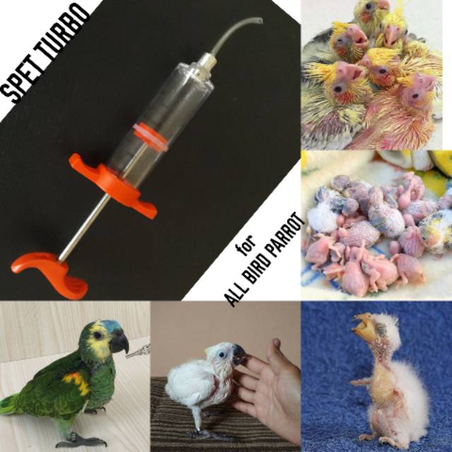 Spet Turbo untuk Meloloh Anakan Burung