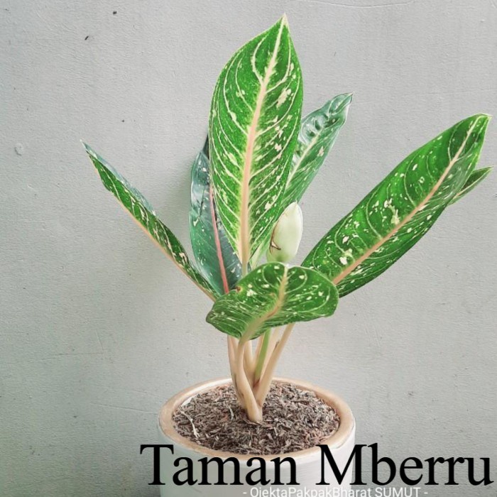 Aglonema Dona Carmen  Populer Bunga & Tanaman hidup sudah berakar