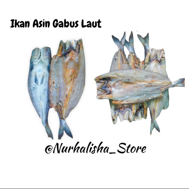 

ikan asin gabus laut asli pangandaran