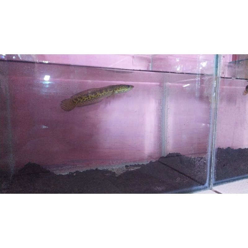 auranti size 14-17 cm