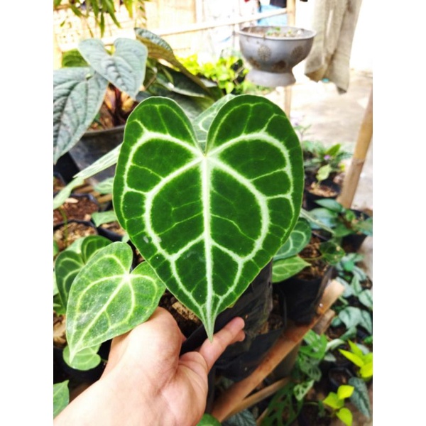 kuping gajah karet| tarantula (original)