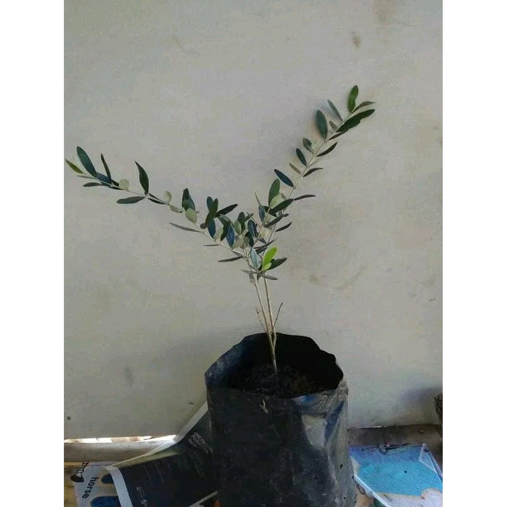 BIBIT TANAMAN ZAITUN BLACK MISSION-POHON ZAITUN-BUAH ZAITUN DM”