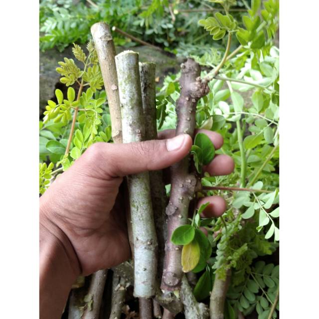 stek DAUN KELOR STEK BIBIT DAUN KELOR POHON KELOR