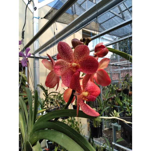 anggrek vanda mokara