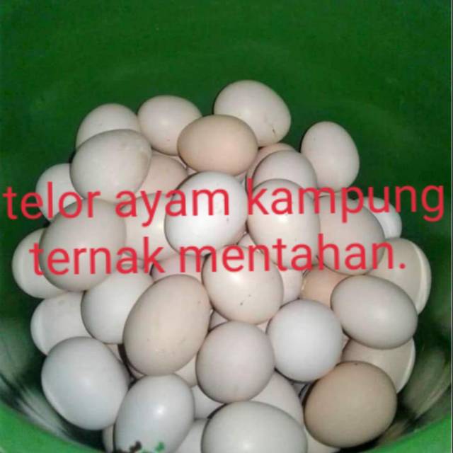 

Telor ayam kampung ternak.
