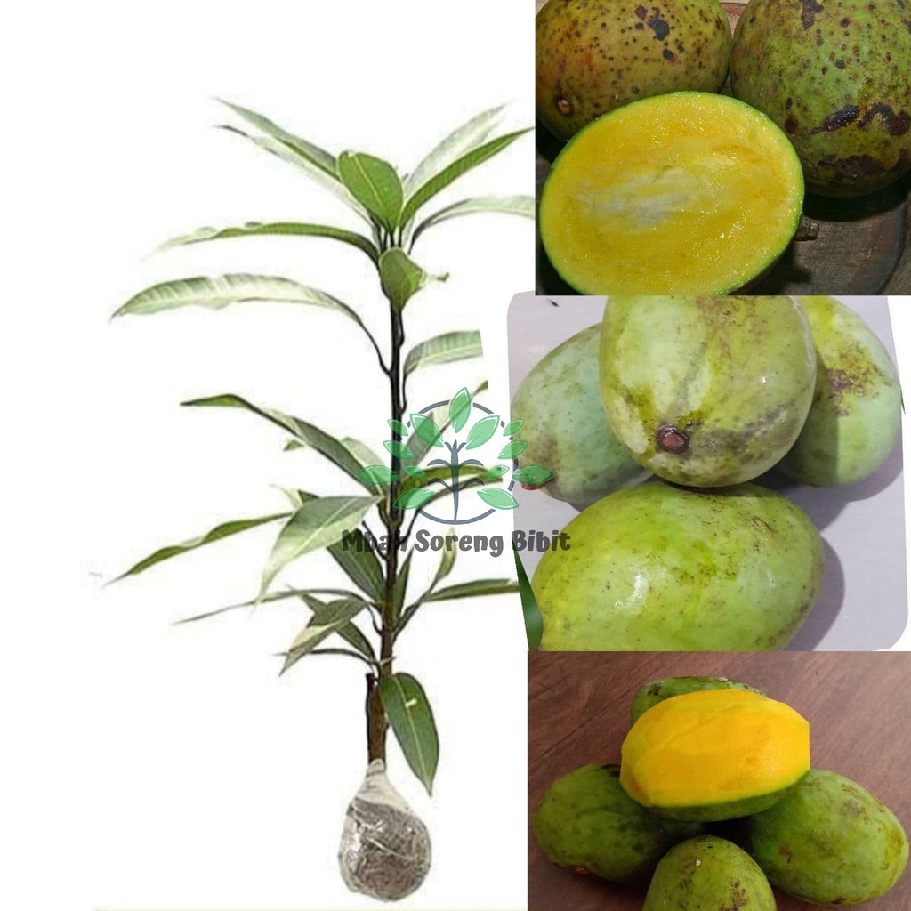 

Bibit Mangga Harum Manis - Mangga Arum Manis Okulasi