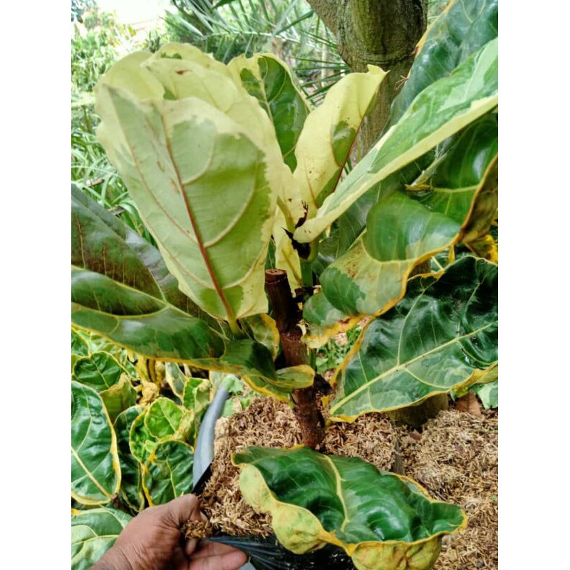 tanaman hiass ketappang biola variegata / ficus lyrata
