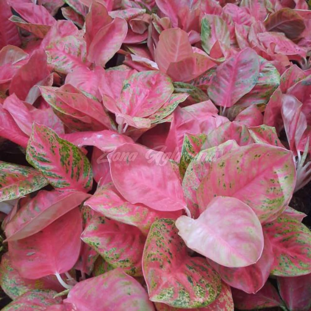 COD WULANDARI ZONA AGLONEMA TANAMAN HIAS INDOR OUTDOR)