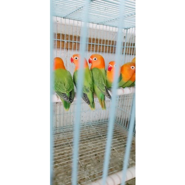 burung lovebird biola green ( satuan ) harga promo