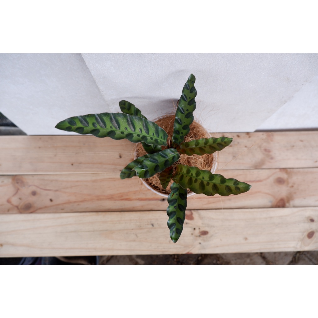 Calathea Jago - Tanaman Daun