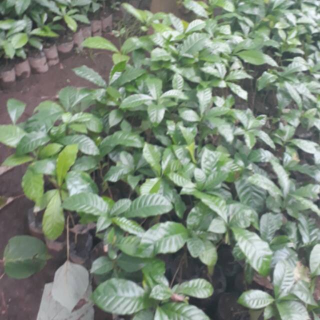 Bibit kopi robusta/arabika