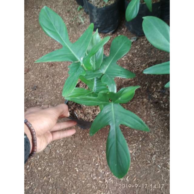 Tanaman hias pohon philodendron merpati-pohon merpati-bibit tanaman merpati