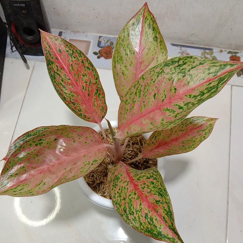 AGLONEMA SEXYLIA UNGGULAN SIAP PAJANG