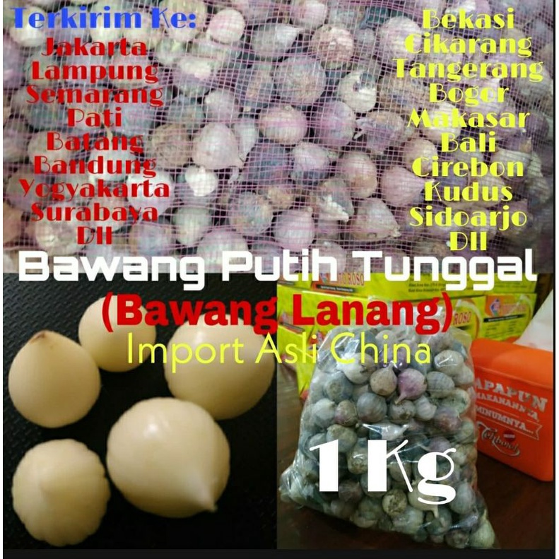 

Bawang Putih Tunggal 1 Kg (Bawang Lanang) Asli Import China