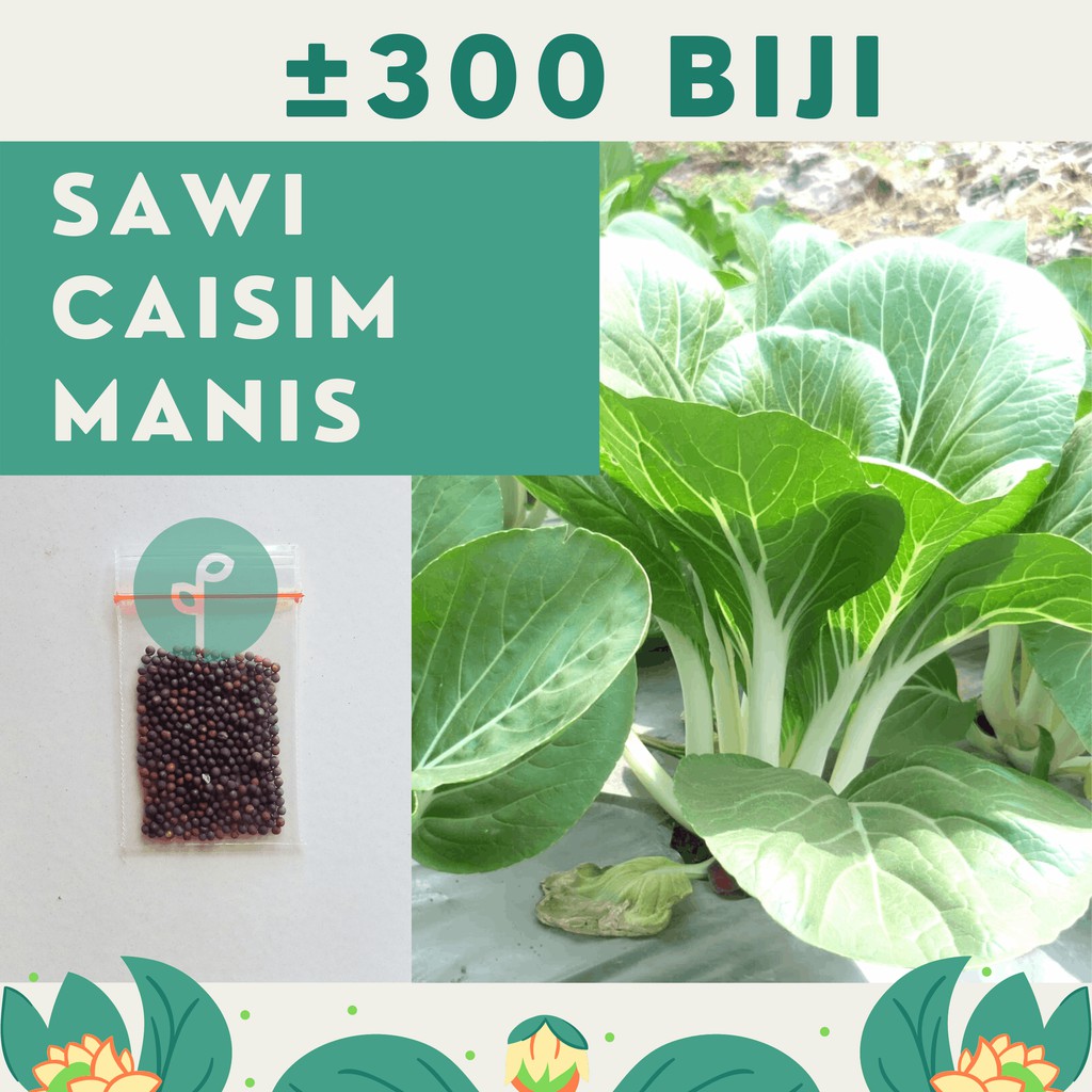 Bibit Sayuran Benih Sayur Paket Lengkap Hidroponik Kangkung Bayam Cabe Sawi Selada Terong Tomat dll-SAWI CAISIM