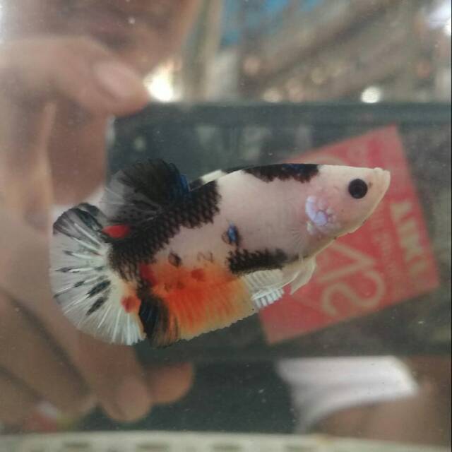 Cupang koi