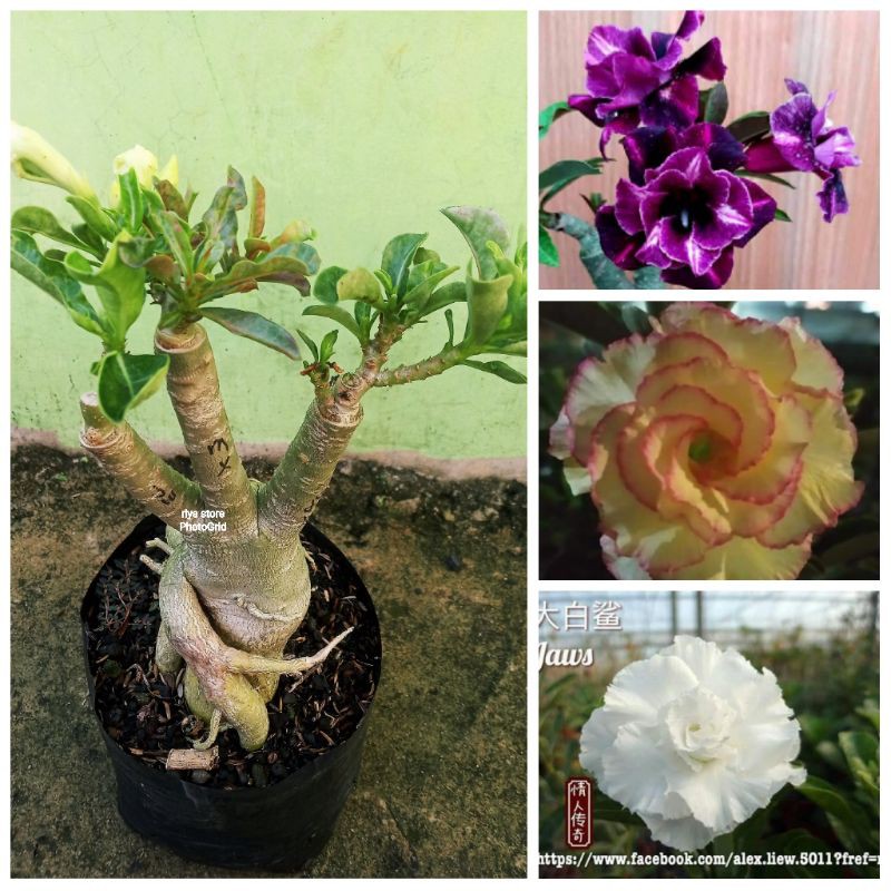 Adenium Kamboja grafting 3 warna size C plus