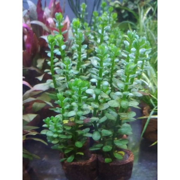 Tanaman Aquascape Amania Bonsai