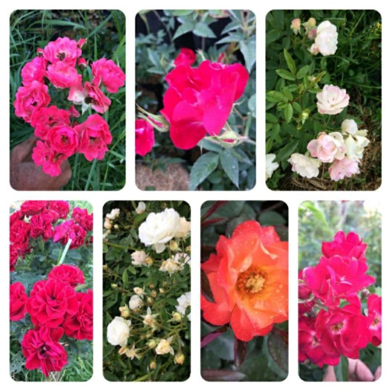 Mawar Rambat Climbing Rose Murah