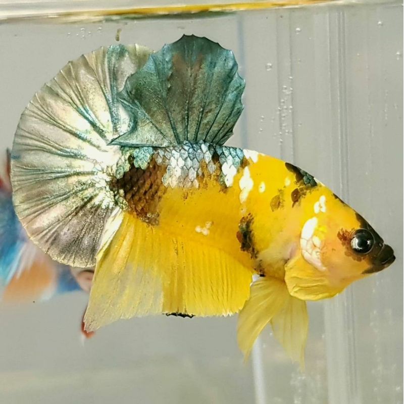 Ikan Cupang Yellow Copper