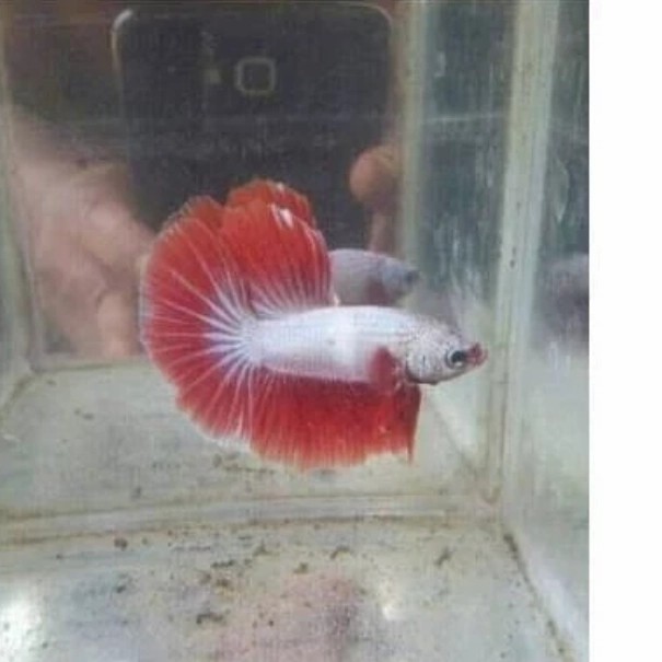 ikan cupang hias jenis Hallfmoon