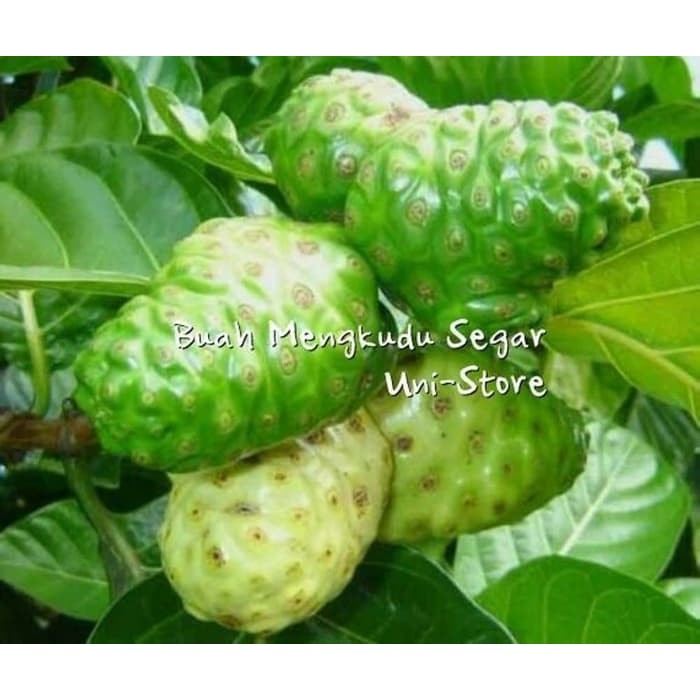 

TERBARU Buah mengkudu segar 1kg pace noni herbal