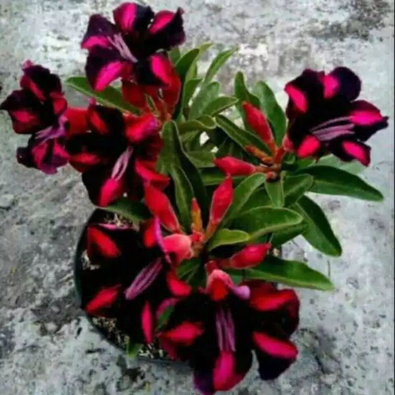 TANAMAN HIAS ADENIUM KAMBOJA JEPANG BUNGA TUMPUK// RED BLACK