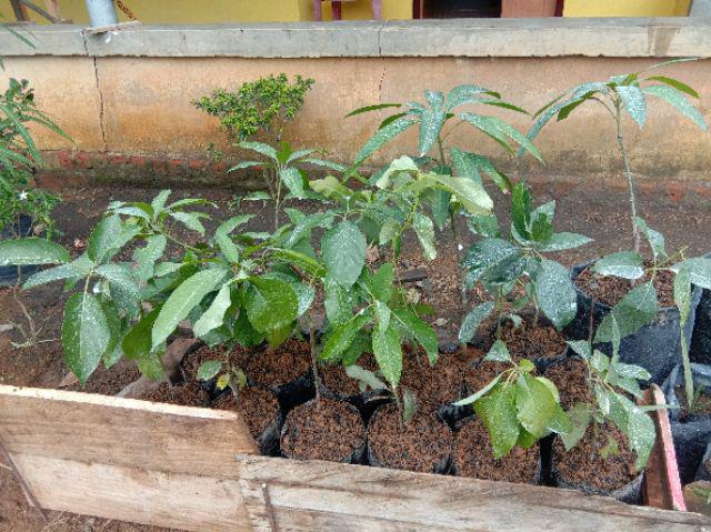 Bibit Tanaman Alpukat Wina Jumbo