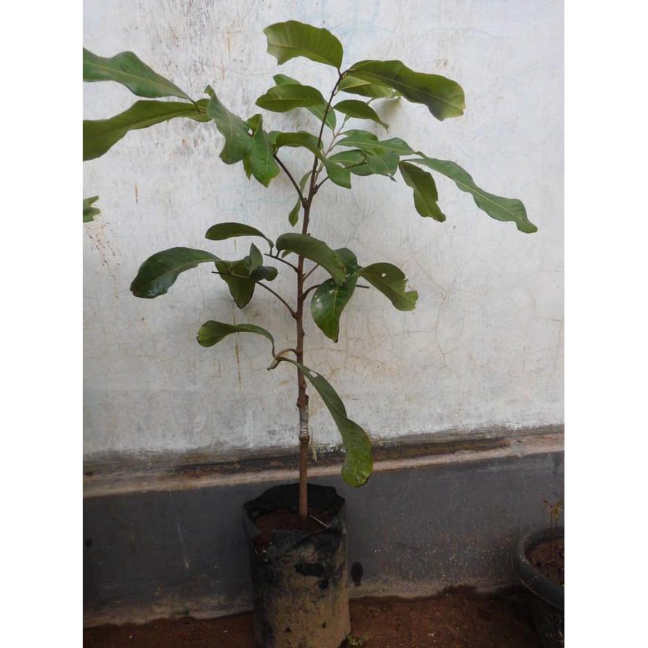 Super Bibit Tanaman Kelengkeng Itoh Unggul- Bibit Lengkeng Itoh Asli Thailan