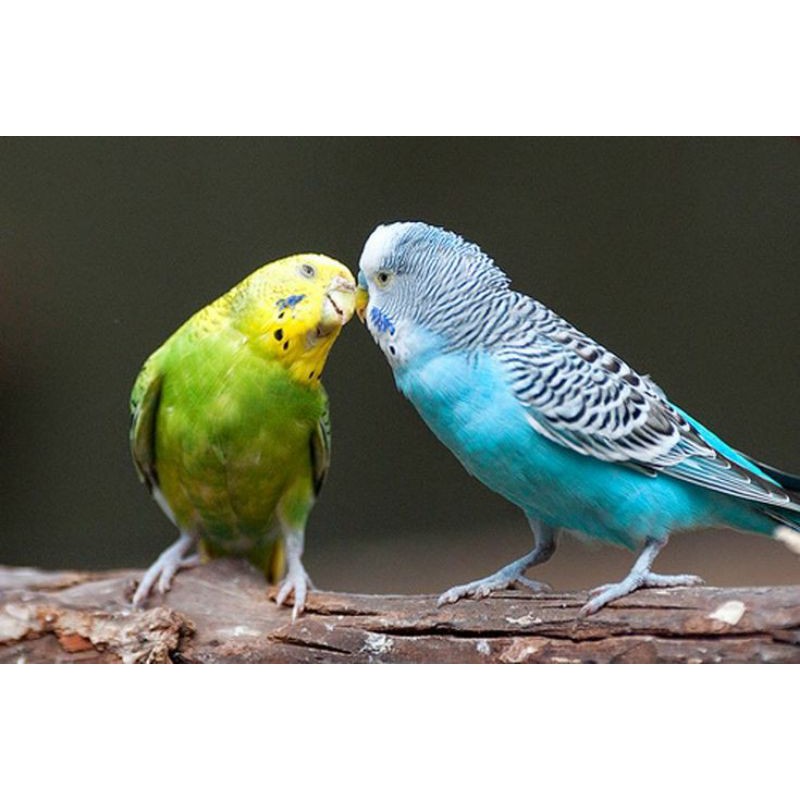 Burung Parkit Lokal Dewasa