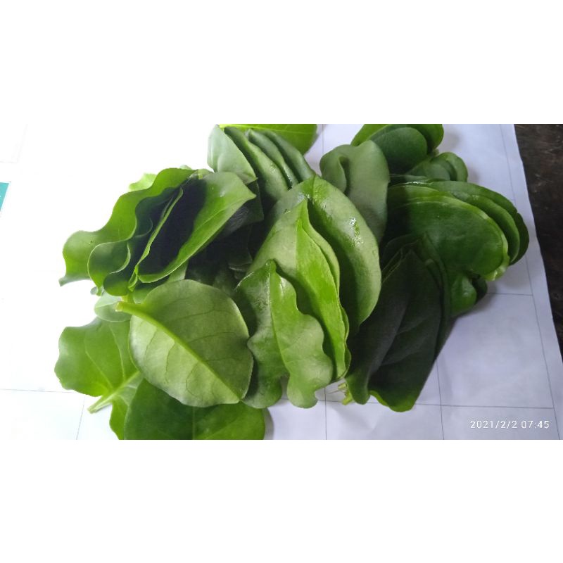 

Daun binahong fresh segar hijau 1kg