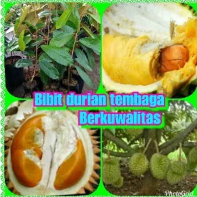 Unduh 810 Gambar Durian Tembaga Keren 