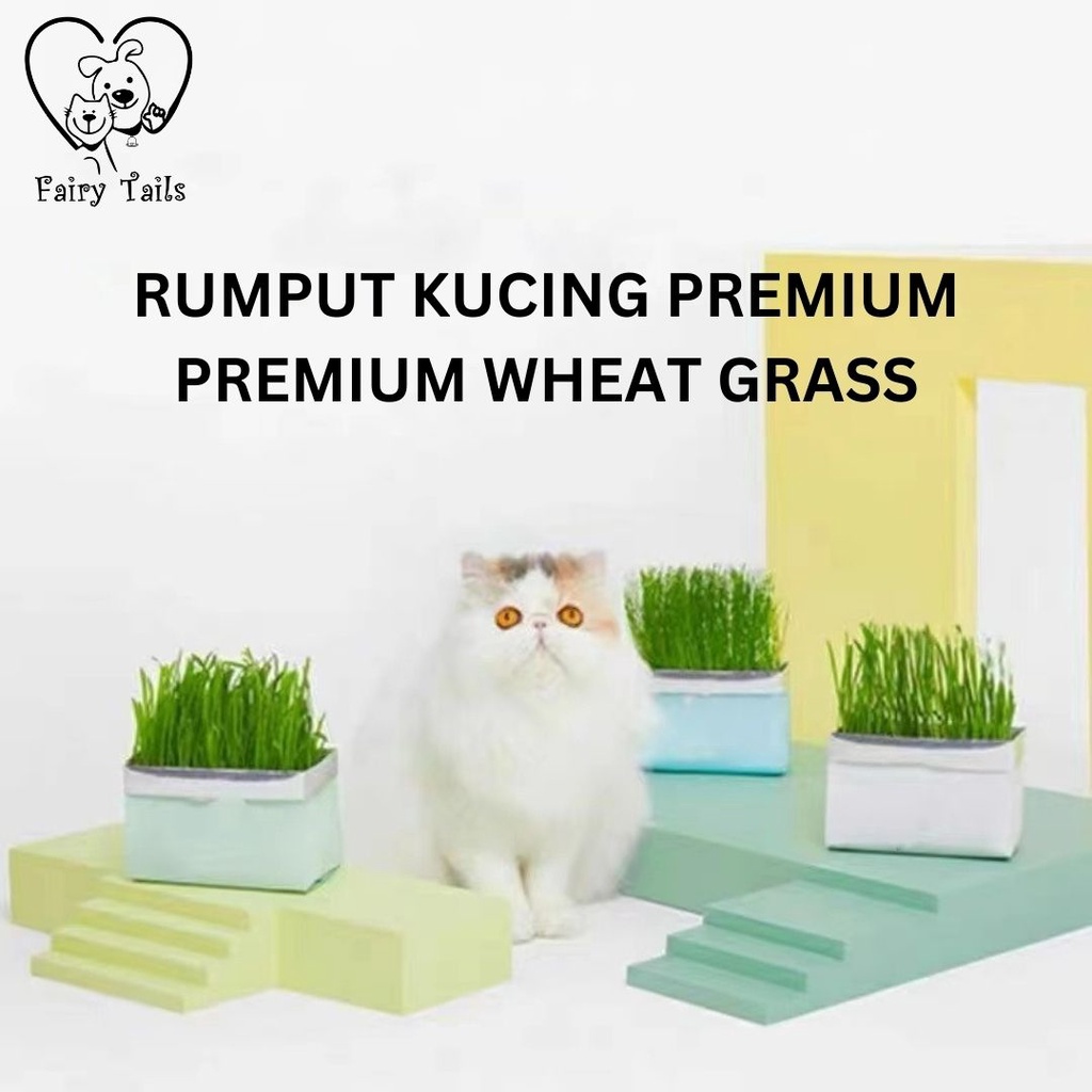 Rumput Untuk Kucing Premium Benih Gandum Organik Langsung Tanam Kemasan TinFoil Praktis Untuk Mencegah Muntah Akibat Bola Bulu Hairball / Wheat Grass For Cat