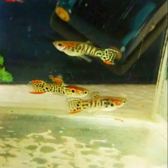 Ikan guppy mini tiger ikan hias percantik aquascape murah