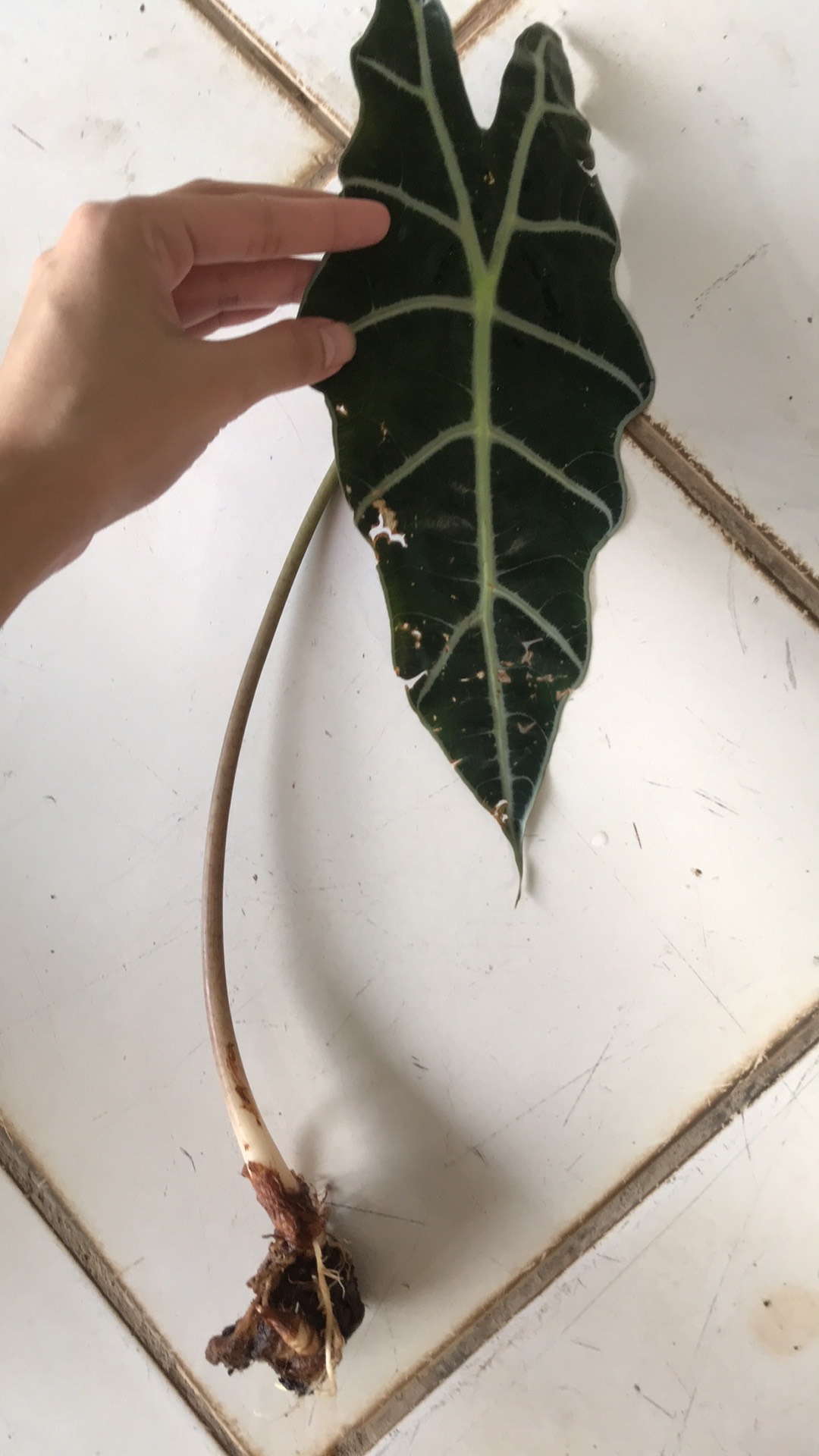 Tanaman Hias Keladi Tengkorak - Amazon Caladium