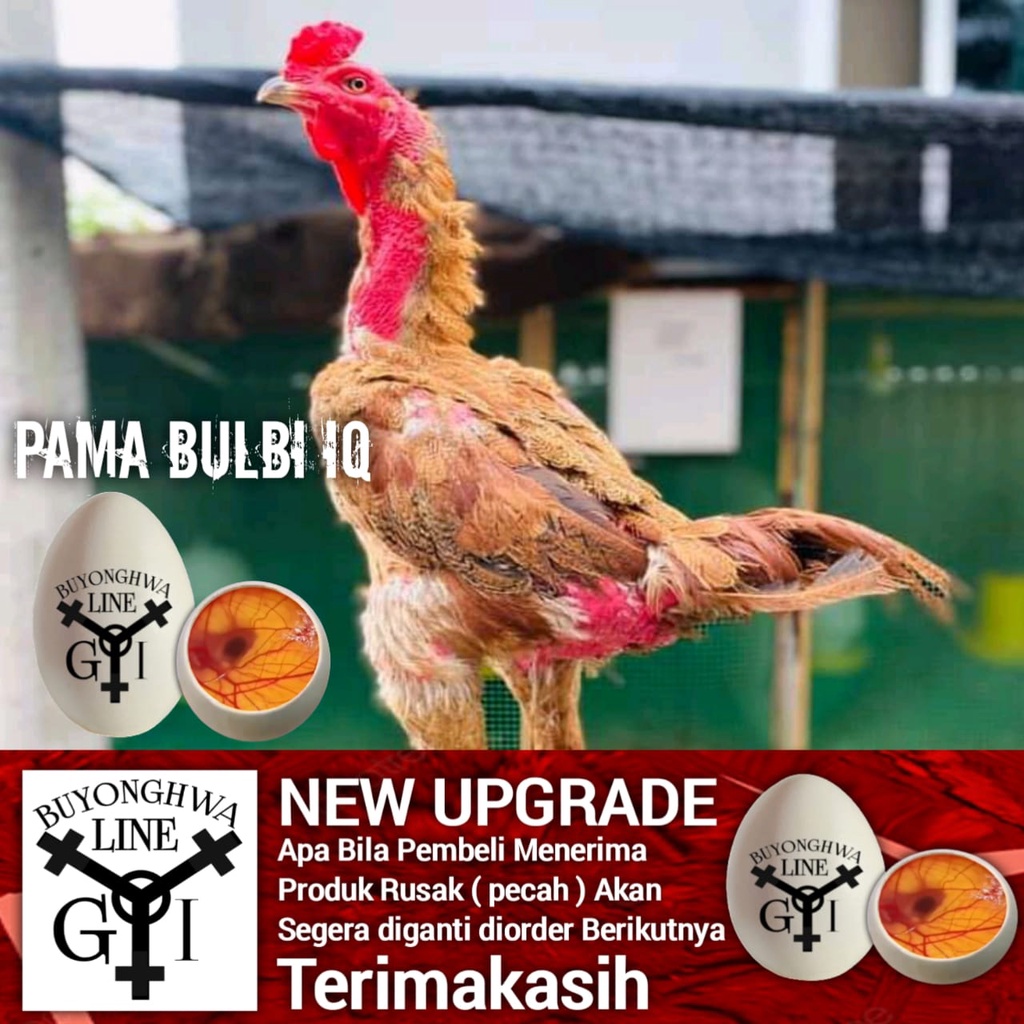 Telur Ayam Pama IQ Bulbi superr