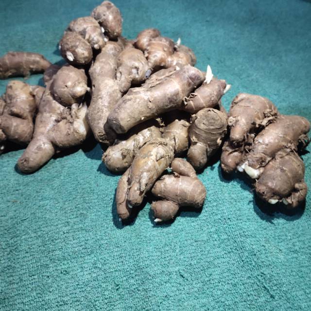

kencur kencur rempah harga pasar