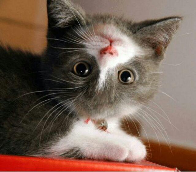 Pegangan Galon / Cangkingan Galon / Alat Angkat Galon / Galon