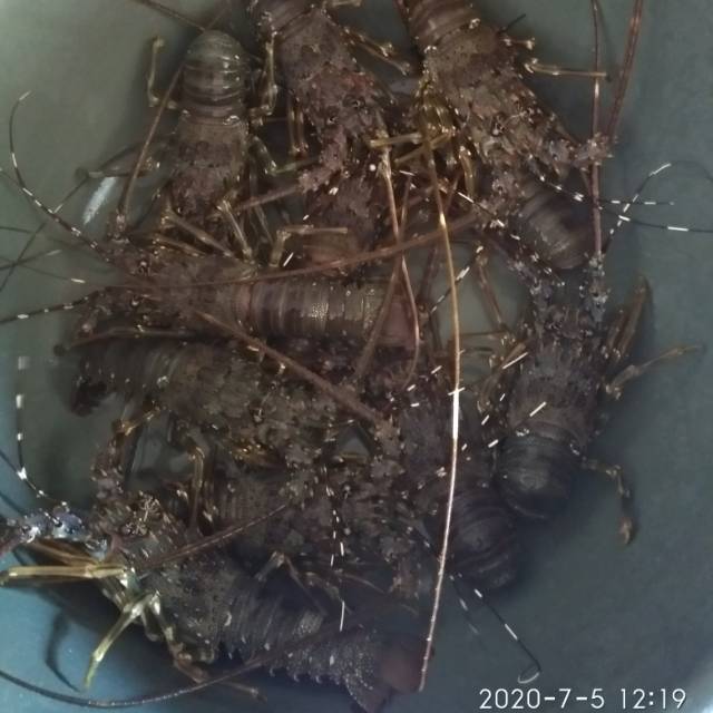 Lobster laut hidup berbagai ukuran paling murah