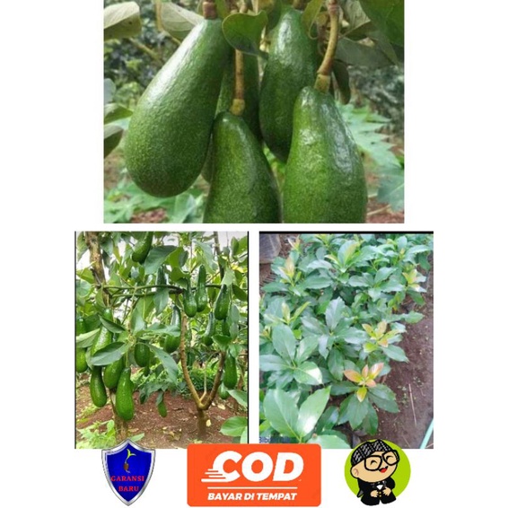 bibit alpukat aligator/alpukat aligator super cepat berbuah