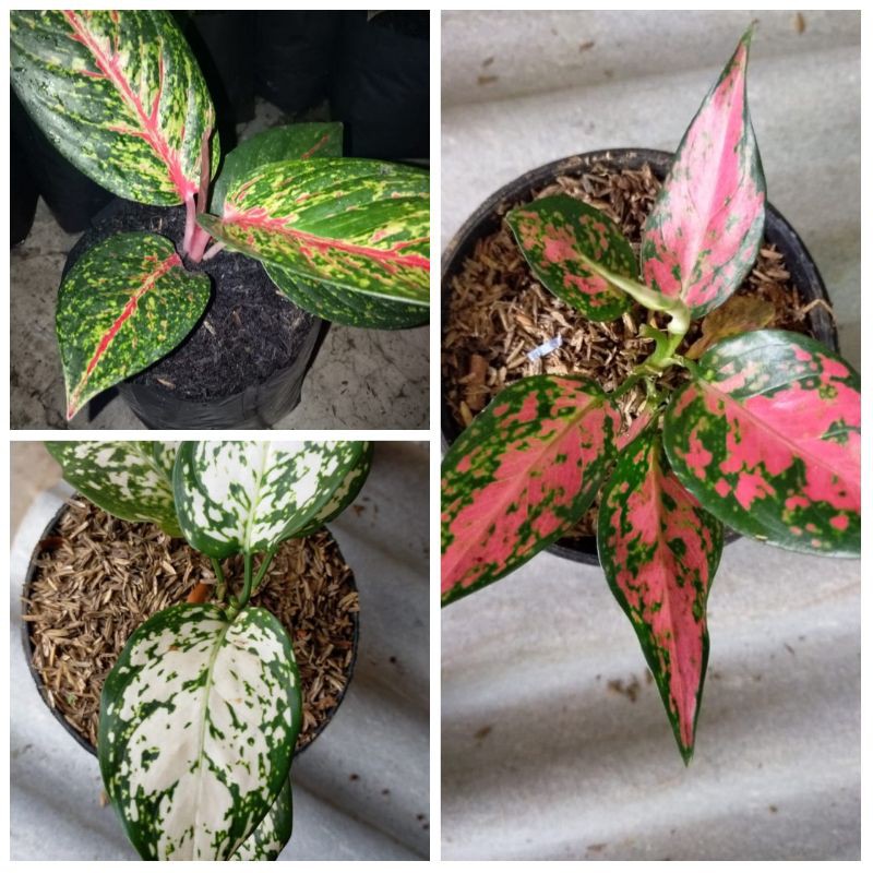 bunga aglonema paket 3 aglonema