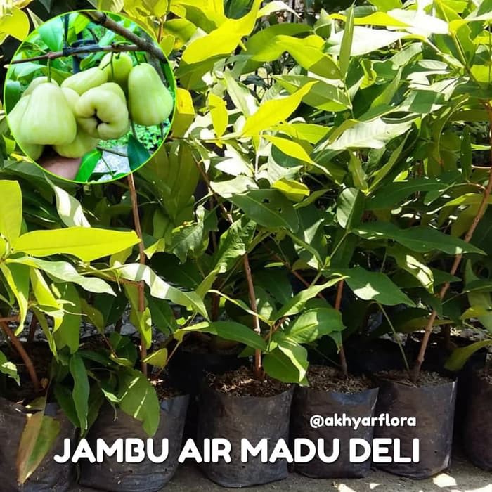 Bibit Buah Jambu Air Madu Deli Tanaman Buah Jambu Air Madu Delhi Bibit