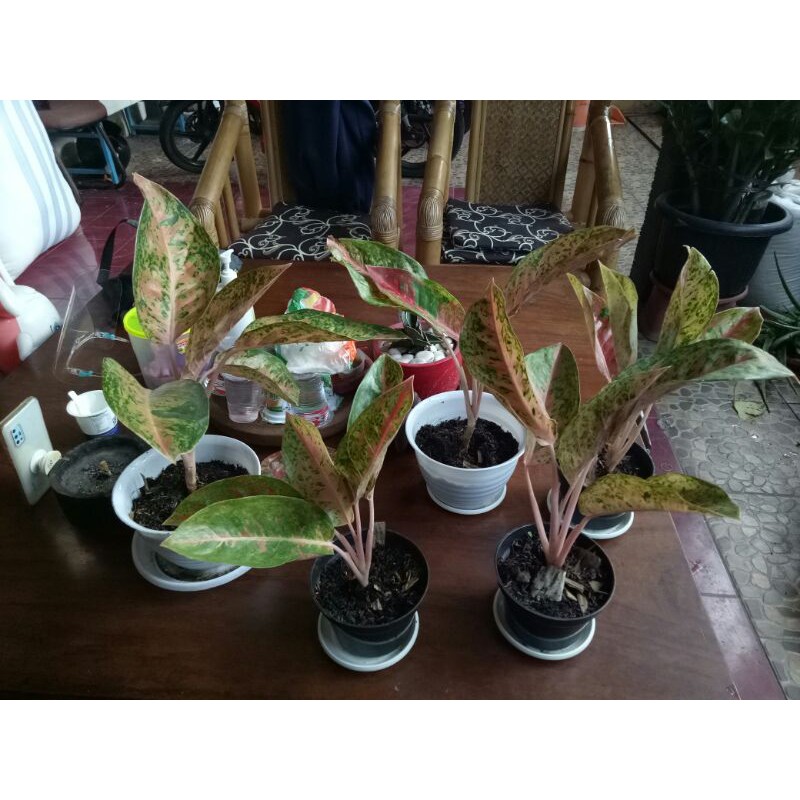 Aglonema Big Roy Pink