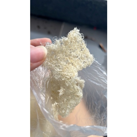 

sarang burung walet hancuran bersih