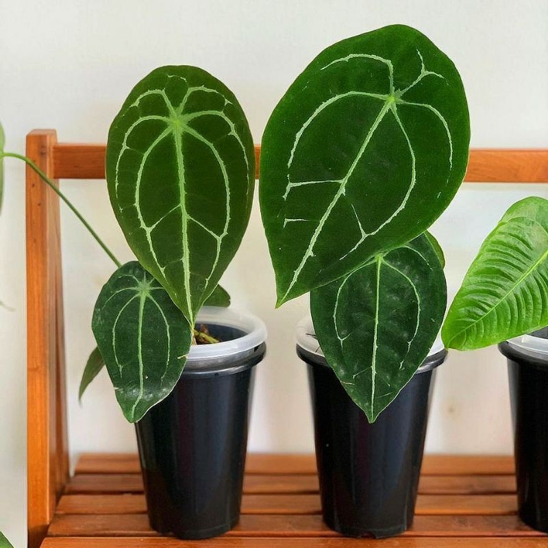 Tanaman Hias Anthurium Forgetii ori bukan hybrid