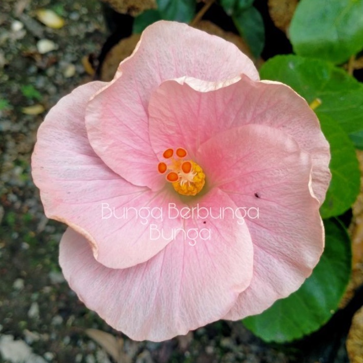 bibit bunga sepatu hibiscus tanaman hias flamingo impor langka