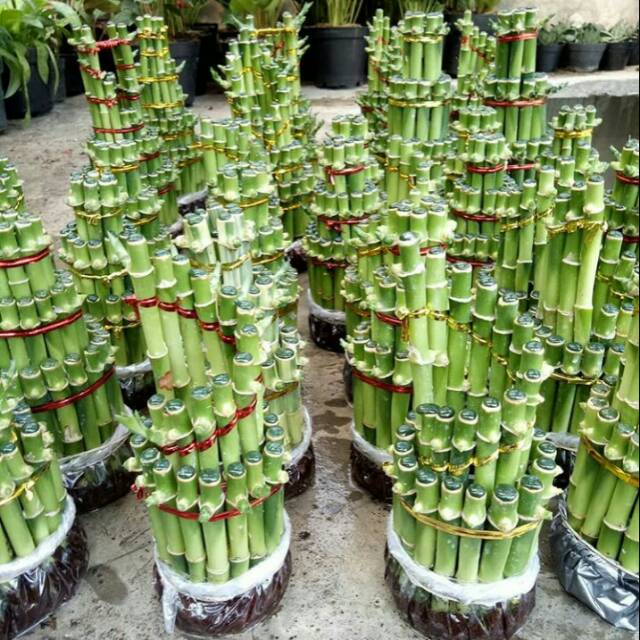 Tanaman Bambu Rejeki / Bambu Hoki