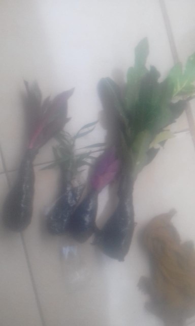 Tanaman Hias Lavender