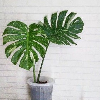 Monstera Thailand Constellation